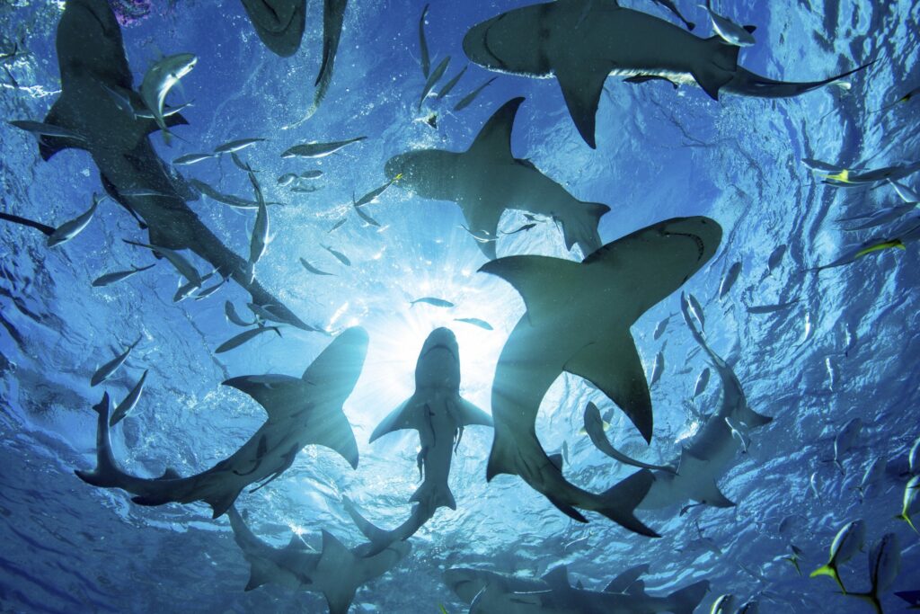 Cage-Less Shark Snorkeling with Ocean Outfitters Hawaii